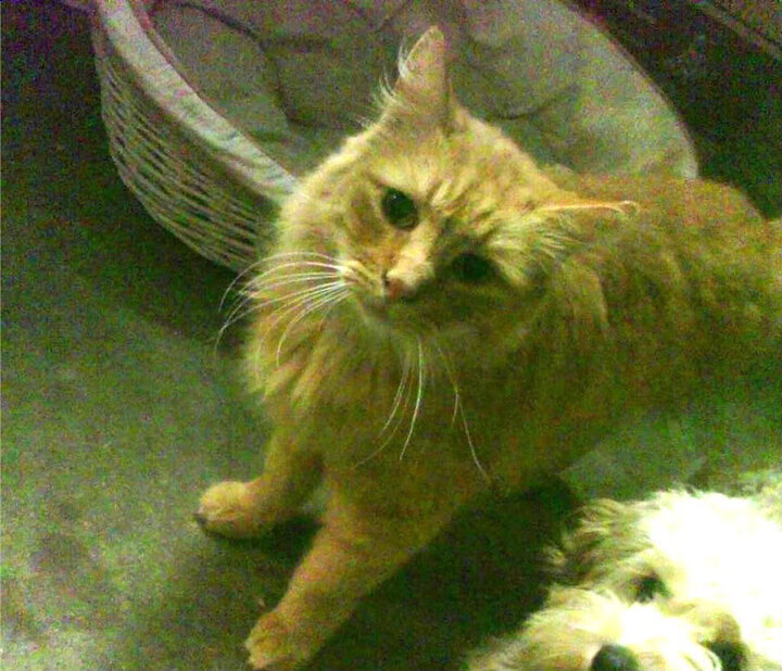 戈贝尔式爆发与山西队的节奏魔法，当防守铁闸遇见进攻万花筒